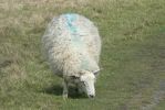 PICTURES/Scotland  Critters/t_P1300790.JPG